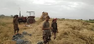 مزارع قمح في الجوف يكشف إهمال وزارة الزراعة في صنعاء وحقيقة الترويج الكاذب