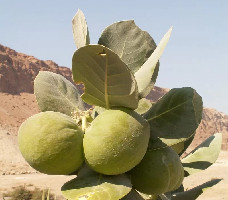 نبته سامه