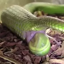الثعابين البيوضه الولوده Ovoviviparous