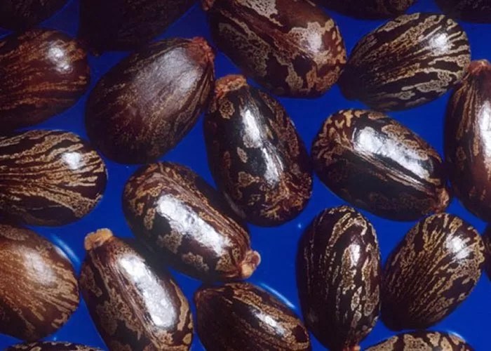 الريسين في بذور الخروع
