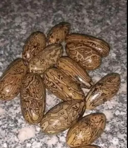 الريسين في بذور الخروع