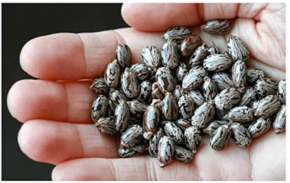 تناوله بالجهاز الهضمي يسبب تهيجا