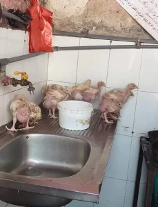 أخبار اليمن اليوم – كثرت الشكاوي من الدجاج المتواجد في أسواق عدن لهذا السبب