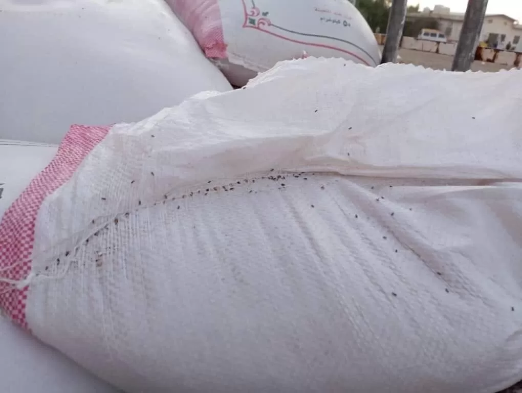 اخبار : اليمن اليوم ضبط 6.5 طن من القمح الاسترالي في مأرب مصاب بالتسوس