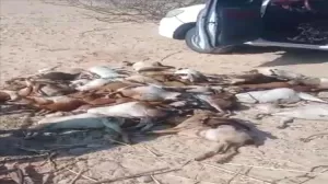 أخبار المحافظات – كارثة في رضوم.. الكلاب الضالة تفتك بقطيع أغنام وتخلّف خسائر فادحة