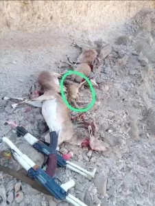 اليمن اليوم اخبار المحافظات – قبيلة مغفيق بالمهرة تصدر بيانًا ترفض فيه الاصطياد الجائر للغزلان وتتوعد …
