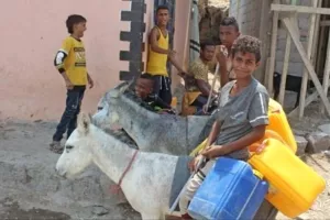 اليمن اليوم اخبار المحافظات – مزارعو أبين يشكون من تصدير الحمير إلى عدن لاستخدامها في نقل المياه