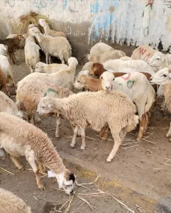 عدن: مع اقتراب العيد، أسعار الأضاحي في المدينة تفوق القدرة الشرائية، والدجاج يصبح الخيار الأكثر تفضيلاً.
