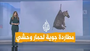 شاهد شبكات | القبض على حمار وحشي هارب في أمريكا
