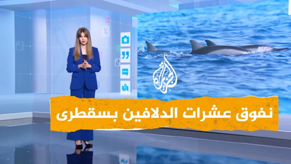 فيديو صادم لنفوق دلافين بسقطرى اليمنية