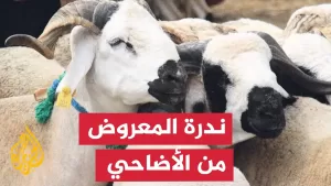 شاهد مع اقتراب عيد الأضحى المبارك.. تواصل أسعار المواشي ارتفاعها في العديد من الدول العربية