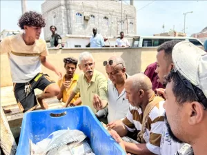 اخبار عدن – إدارة مصائد خليج عدن تضبط كمية من الأسماك الفاسدة وتقوم بإتلافها في صيرة