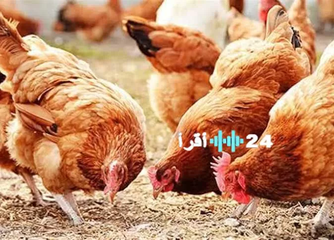 «انفراجة في الأسعار» الزراعة تبشر بانخفاض تجاوز 30% في أسعار الدواجن واللحوم بالأسواق