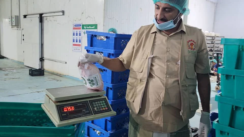 الحديدة: جهود لتحقيق الاكتفاء الذاتي من دجاج البحر المحلي – شاشوف