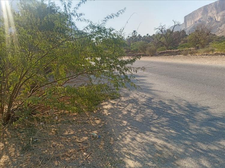 انتشار أشجار السيسبان على الخط الأسفلتي بوادي دوعن يعيق الرؤية… ومناشدات للجهات المختصة للتدخل العاجل