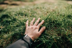 تقنية نوار لمبيد الأعشاب الخالي من المواد الكيميائية قد تغير طريقة العناية بالمروج