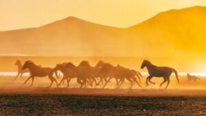 في سنة حصان النار، سافروا كقطيع—ونصائح أخرى من البروج