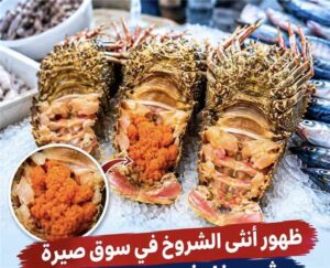 اخبار عدن – صيد المحظور.. بيع إناث الشروخ  يثير استياء الصيادين والمهتمين بعدن